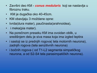 • Završni deo KM - conus medularis koji se nastavlja u
fibroznu traku.
• KM je dugačka oko 40-45cm.
• KM obavijaju 3 moždane opne:
• tvrda(dura mater), paučinasta(arahnoidea),
• i meka(pia mater).
• Na porečnom preseku KM ima ovoidan oblik, u
središnjem delu je siva masa koja ima izgled leptira
• i sastoji se iz prednjih rogova( tela motornih neurona),
zadnjih rogova (tela senzitivnih neurona)
• i bočnih rogova ( od T1-L2 segmenta simpatičkog
neurona, a od S2-S4 tela parasimpatičkih neurona).
 