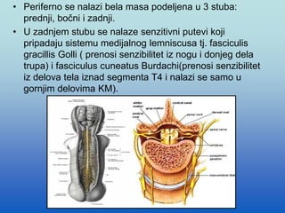 • Periferno se nalazi bela masa podeljena u 3 stuba:
prednji, bočni i zadnji.
• U zadnjem stubu se nalaze senzitivni putevi koji
pripadaju sistemu medijalnog lemniscusa tj. fasciculis
gracillis Golli ( prenosi senzibilitet iz nogu i donjeg dela
trupa) i fasciculus cuneatus Burdachi(prenosi senzibilitet
iz delova tela iznad segmenta T4 i nalazi se samo u
gornjim delovima KM).
 