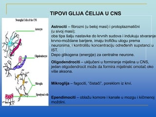 Astrociti – fibrozni (u beloj masi) i protoplazmatični
(u sivoj masi);
oba tipa šalju nastavke do krvnih sudova i indukuju stvaranje
krvno-moždane barijere, imaju trofičku ulogu prema
neuronima, i kontrolišu koncentraciju određenih supstanci u
IST.
Depo glikogena (energije) za centralne neurone.
Oligodendrociti – uključeni u formiranje mijelina u CNS,
jedan oligodendrocit može da formira mijelinski omotač oko
više aksona.
Mikroglija – fagociti, “čistači”, poreklom iz krvi.
Ependimociti – oblažu komore i kanale u mozgu i kičmenoj
moždini.
TIPOVI GLIJA ĆELIJA U CNS
 