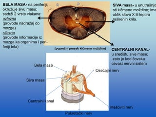 BELA MASA- na periferiji;
okružuje sivu masu;
sadrži 2 vrste vlakana:
uzlazna
(provode nadražaj do
mozga)
silazna
(provode informacije iz
mozga ka organima i peri-
feriji tela)
SIVA masa- u unutrašnjo
sti kičmene moždine; ima
oblik slova X ili leptira
raširenih krila.
CENTRALNI KANAL-
u središtu sive mase;
zato je kod čoveka
cevast nervni sistem
(poprečni presek kičmene moždine)
Osećajni nerv
Mešoviti nerv
Pokretački nerv
Centralni kanal
Siva masa
Bela masa
 