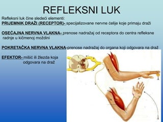 REFLEKSNI LUK
Refleksni luk čine sledeći elementi:
PRIJEMNIK DRAŽI (RECEPTOR)- specijalizovane nervne ćelije koje primaju draži
OSEĆAJNA NERVNA VLAKNA- prenose nadražaj od receptora do centra refleksne
radnje u kičmenoj moždini
POKRETAČKA NERVNA VLAKNA-prenose nadražaj do organa koji odgovara na draž
EFEKTOR- mišić ili žlezda koja
odgovara na draž
 
