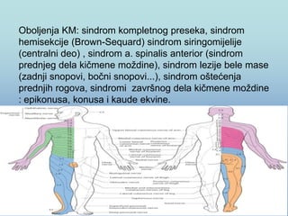 Oboljenja KM: sindrom kompletnog preseka, sindrom
hemisekcije (Brown-Sequard) sindrom siringomijelije
(centralni deo) , sindrom a. spinalis anterior (sindrom
prednjeg dela kičmene moždine), sindrom lezije bele mase
(zadnji snopovi, bočni snopovi...), sindrom oštećenja
prednjih rogova, sindromi završnog dela kičmene moždine
: epikonusa, konusa i kaude ekvine.
 