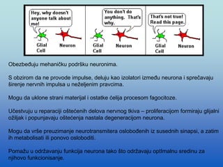 Obezbeđuju mehaničku podršku neuronima.
S obzirom da ne provode impulse, deluju kao izolatori između neurona i sprečavaju
širenje nervnih impulsa u neželjenim pravcima.
Mogu da uklone strani materijal i ostatke ćelija procesom fagocitoze.
Učestvuju u reparaciji oštećenih delova nervnog tkiva – proliferacijom formiraju glijalni
ožiljak i popunjavaju oštećenja nastala degeneracijom neurona.
Mogu da vrše preuzimanje neurotransmitera oslobođenih iz susednih sinapsi, a zatim
ih metabolisati ili ponovo osloboditi.
Pomažu u održavanju funkcija neurona tako što održavaju optImalnu sredinu za
njihovo funkcionisanje.
 