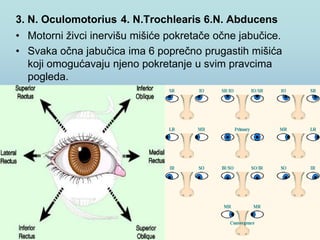 3. N. Oculomotorius 4. N.Trochlearis 6.N. Abducens
• Motorni živci inervišu mišiće pokretače očne jabučice.
• Svaka očna jabučica ima 6 poprečno prugastih mišića
koji omogućavaju njeno pokretanje u svim pravcima
pogleda.
 
