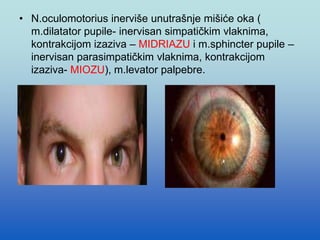 • N.oculomotorius inerviše unutrašnje mišiće oka (
m.dilatator pupile- inervisan simpatičkim vlaknima,
kontrakcijom izaziva – MIDRIAZU i m.sphincter pupile –
inervisan parasimpatičkim vlaknima, kontrakcijom
izaziva- MIOZU), m.levator palpebre.
• MmMM
 