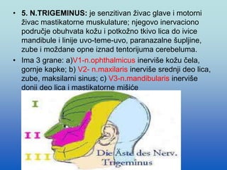 • 5. N.TRIGEMINUS: je senzitivan živac glave i motorni
živac mastikatorne muskulature; njegovo inervaciono
područje obuhvata kožu i potkožno tkivo lica do ivice
mandibule i linije uvo-teme-uvo, paranazalne šupljine,
zube i moždane opne iznad tentorijuma cerebeluma.
• Ima 3 grane: a)V1-n.ophthalmicus inerviše kožu čela,
gornje kapke; b) V2- n.maxilaris inerviše srednji deo lica,
zube, maksilarni sinus; c) V3-n.mandibularis inerviše
donji deo lica i mastikatorne mišiće
 