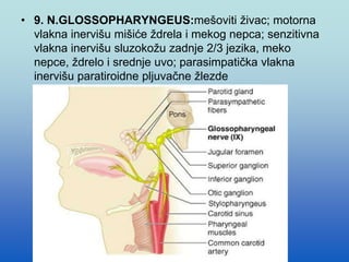 • 9. N.GLOSSOPHARYNGEUS:mešoviti živac; motorna
vlakna inervišu mišiće ždrela i mekog nepca; senzitivna
vlakna inervišu sluzokožu zadnje 2/3 jezika, meko
nepce, ždrelo i srednje uvo; parasimpatička vlakna
inervišu paratiroidne pljuvačne žlezde
 