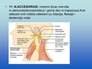 • 11. N.ACCESORIUS: motorni živac inerviše
m.sternocleidomastoideus i gornji deo m.trapeziusa.Kod
slabosti ovih mišića oštećeni su rotacija, fleksija i
ekstenzija vrata
 