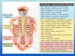 Anatomija  nervnog sistema