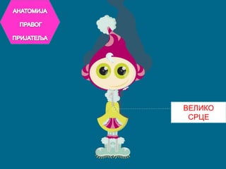 АНАТОМИЈА ПРАВОГ ПРИЈАТЕЉАВЕЛИКО СРЦЕ