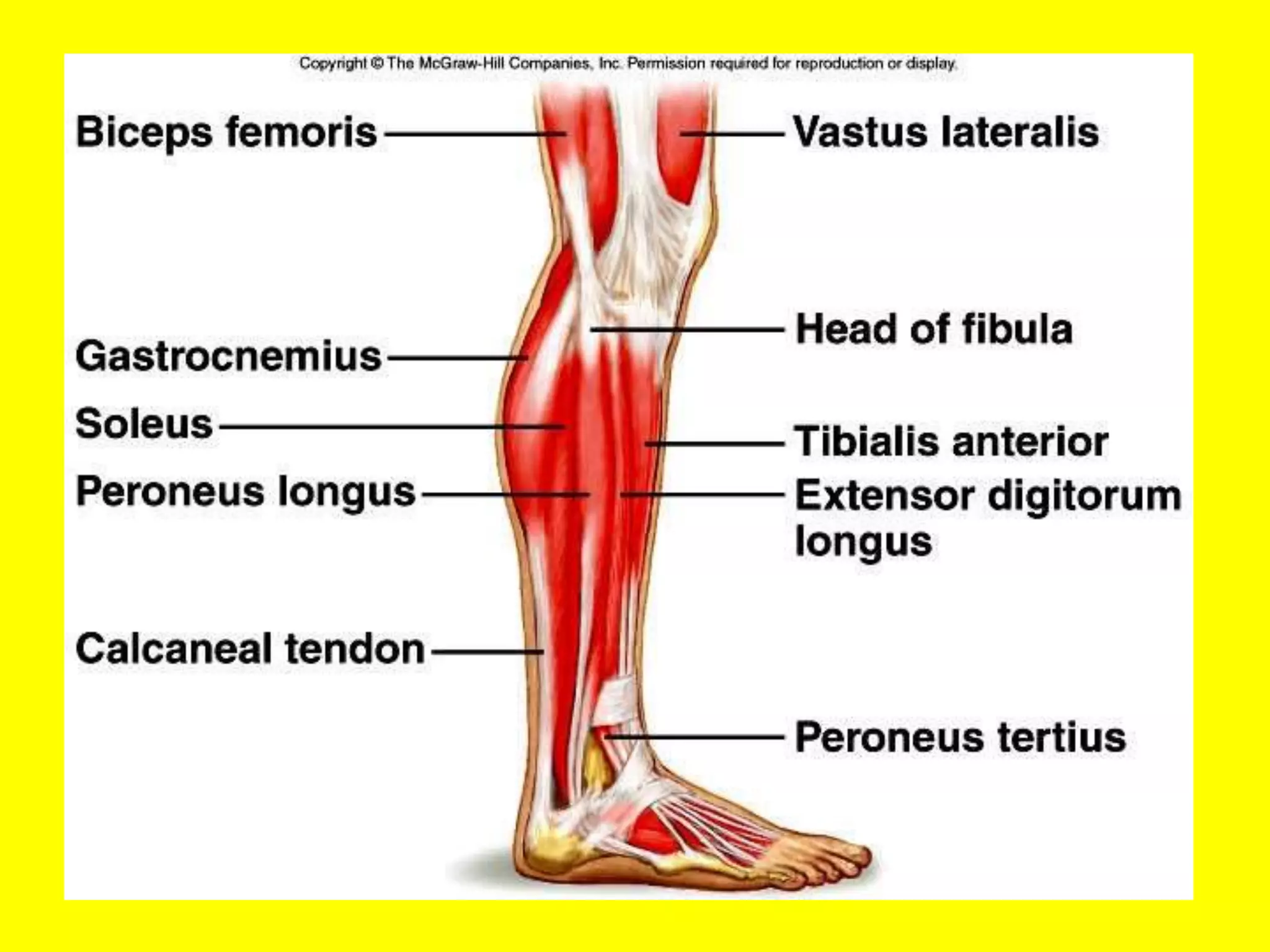 Anatomija segmenti tela | PPT