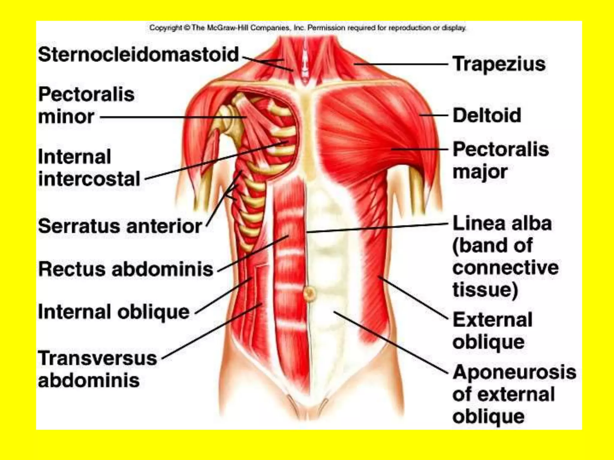 Anatomija segmenti tela | PPT