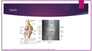 Anatomi Klinis Dan Fungsional Lutut Knee Pptx