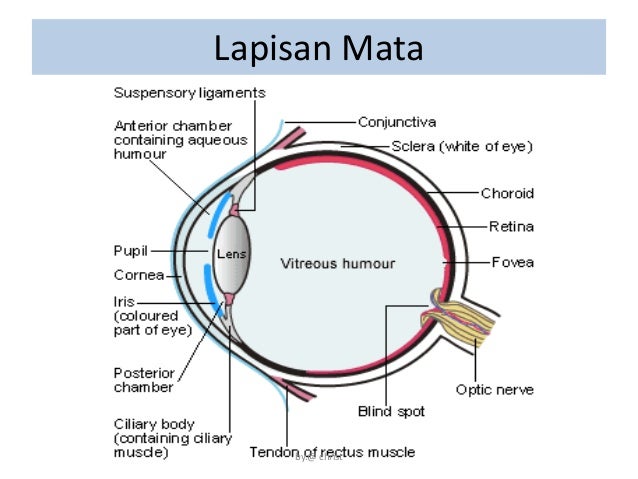 Anatomi mata 