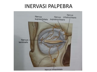 INERVASI PALPEBRA
 