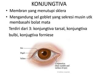 KONJUNGTIVA
• Membran yang menutupi sklera
• Mengandung sel goblet yang sekresi musin utk
membasahi bolat mata
Terdiri dari 3: konjungtiva tarsal, konjungtiva
bulbi, konjugtiva forniese
 