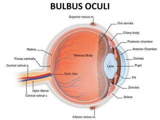 BULBUS OCULI
 