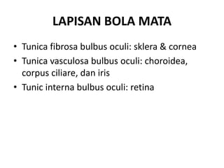 LAPISAN BOLA MATA
• Tunica fibrosa bulbus oculi: sklera & cornea
• Tunica vasculosa bulbus oculi: choroidea,
corpus ciliare, dan iris
• Tunic interna bulbus oculi: retina
 