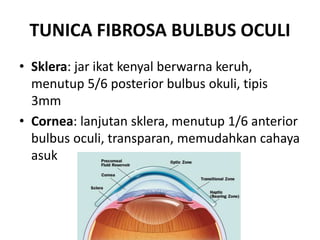 TUNICA FIBROSA BULBUS OCULI
• Sklera: jar ikat kenyal berwarna keruh,
menutup 5/6 posterior bulbus okuli, tipis
3mm
• Cornea: lanjutan sklera, menutup 1/6 anterior
bulbus oculi, transparan, memudahkan cahaya
asuk
 