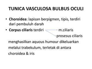 TUNICA VASCULOSA BULBUS OCULI
• Choroidea: lapisan berpigmen, tipis, terdiri
dari pembuluh darah
• Corpus ciliaris terdiri m.ciliaris
prosesus ciliaris
menghasilkan aquous humour dikeluarkan
melalui trabekulum, terletak di antara
choroidea & iris
 