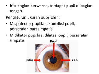 • Iris: bagian berwarna, terdapat pupil di bagian
tengah.
Pengaturan ukuran pupil oleh:
• M.sphincter pupillae: kontriksi pupil,
persarafan parasimpatis
• M.dillator pupillae: dilatasi pupil, persarafan
simpatis
 