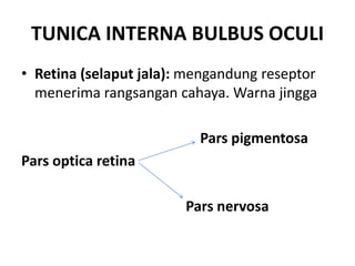 TUNICA INTERNA BULBUS OCULI
• Retina (selaput jala): mengandung reseptor
menerima rangsangan cahaya. Warna jingga
Pars pigmentosa
Pars optica retina
Pars nervosa
 