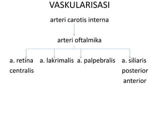 VASKULARISASI
arteri carotis interna
arteri oftalmika
a. retina a. lakrimalis a. palpebralis a. siliaris
centralis posterior
anterior
 