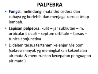 PALPEBRA
• Fungsi: melindungi mata thd cedera dan
cahaya yg berlebih dan menjaga kornea tetap
lembab.
• Lapisan palpebra: kulit – jar subkutan – m.
orbicularis oculi – septum orbitale – tarsus –
tunica conjunctiva
• Didalam tarsus tertanam kelenjar Meibom
(sekresi minyak yg meningkatkan kekentalan
air mata & menurunkan kecepatan penguapan
air mata )
 