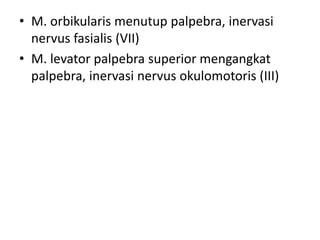 • M. orbikularis menutup palpebra, inervasi
nervus fasialis (VII)
• M. levator palpebra superior mengangkat
palpebra, inervasi nervus okulomotoris (III)
 