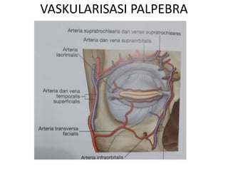 VASKULARISASI PALPEBRA
 