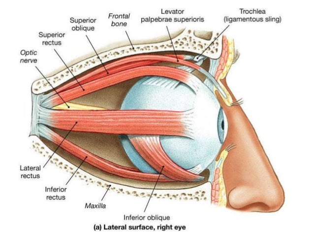 Anatomi mata Anatomi mata