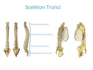 Sceleton Trunci
Melengkung depan
Melengkung belakang
Melengkung depan
Melengkung belakang
 