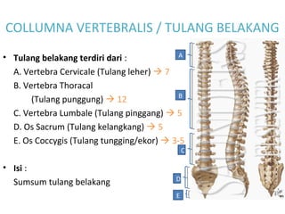 COLLUMNA VERTEBRALIS / TULANG BELAKANG
• Tulang belakang terdiri dari :
A. Vertebra Cervicale (Tulang leher)  7
B. Vertebra Thoracal
(Tulang punggung)  12
C. Vertebra Lumbale (Tulang pinggang)  5
D. Os Sacrum (Tulang kelangkang)  5
E. Os Coccygis (Tulang tungging/ekor)  3-5
• Isi :
Sumsum tulang belakang
A
B
C
D
E
 