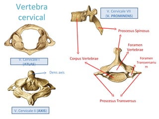 Vertebra
cervical
Proscesus Spinosus
Corpus Vertebrae
Proscesus Transversus
Foramen
Vertebrae
V. Cervicale I
(ATLAS)
V. Cervicale Ii (AXIS)
V. Cervicale VII
(V. PROMINENS)
Foramen
Transversariu
m
Dens axis
 
