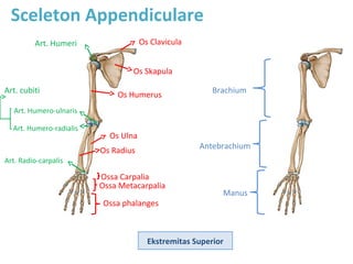 Sceleton Appendiculare
Ekstremitas Superior
Os Clavicula
Os Skapula
Ossa Carpalia
Os Ulna
Os Radius
Os Humerus
Ossa phalanges
Ossa Metacarpalia
Art. Humero-radialis
Art. Humeri
Art. Humero-ulnaris
Art. Radio-carpalis
Brachium
Manus
Antebrachium
Art. cubiti
 
