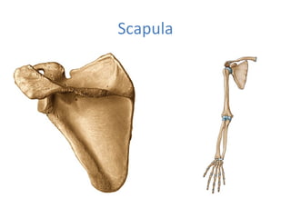 Scapula
 