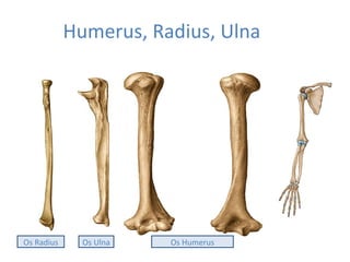 Humerus, Radius, Ulna
Os Radius Os Ulna Os Humerus
 