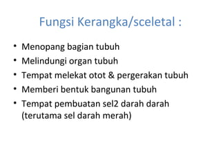 Fungsi Kerangka/sceletal :
• Menopang bagian tubuh
• Melindungi organ tubuh
• Tempat melekat otot & pergerakan tubuh
• Memberi bentuk bangunan tubuh
• Tempat pembuatan sel2 darah darah
(terutama sel darah merah)
 