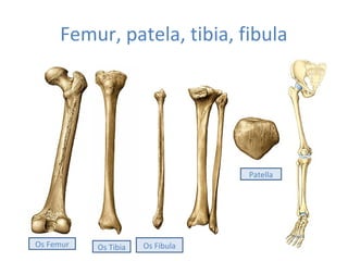 Femur, patela, tibia, fibula
Os Femur Os Tibia Os Fibula
Patella
 