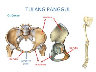 TULANG PANGGUL
Os Coxae
Os Illium
Os Pubis
Os Ischium
Os Pubis
Symphysis
pubis
 