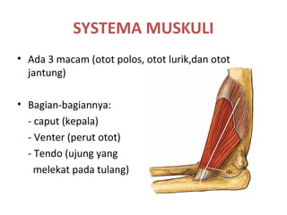SYSTEMA MUSKULI
• Ada 3 macam (otot polos, otot lurik,dan otot
jantung)
• Bagian-bagiannya:
- caput (kepala)
- Venter (perut otot)
- Tendo (ujung yang
melekat pada tulang)
 