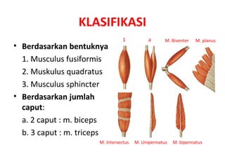 KLASIFIKASI
• Berdasarkan bentuknya
1. Musculus fusiformis
2. Muskulus quadratus
3. Musculus sphincter
• Berdasarkan jumlah
caput:
a. 2 caput : m. biceps
b. 3 caput : m. triceps
1 a M. Biventer M. planus
M. Intersectus M. Unipennatus M. bipennatus
 