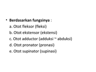 • Berdasarkan fungsinya :
a. Otot fleksor (fleksi)
b. Otot ekstensor (ekstensi)
c. Otot adductor (adduksi ~ abduksi)
d. Otot pronator (pronasi)
e. Otot supinator (supinasi)
 