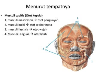 Menurut tempatnya
• Musculi capitis (Otot kepala)
1. musculi masticatori  otot pengunyah
2. musculi bulbi  otot sekitar mata
3. musculi fascialis  otot wajah
4. Musculi Languae  otot lidah
1
2
3
 