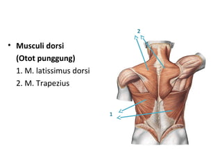 • Musculi dorsi
(Otot punggung)
1. M. latissimus dorsi
2. M. Trapezius
2
1
 
