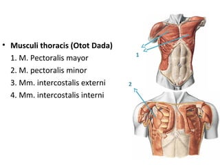 • Musculi thoracis (Otot Dada)
1. M. Pectoralis mayor
2. M. pectoralis minor
3. Mm. intercostalis externi
4. Mm. intercostalis interni
1
2
 
