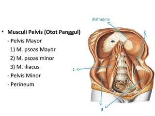 • Musculi Pelvis (Otot Panggul)
- Pelvis Mayor
1) M. psoas Mayor
2) M. psoas minor
3) M. iliacus
- Pelvis Minor
- Perineum
1
2
3
diafragma
 