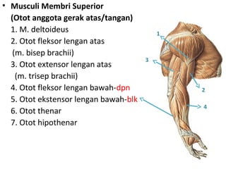 • Musculi Membri Superior
(Otot anggota gerak atas/tangan)
1. M. deltoideus
2. Otot fleksor lengan atas
(m. bisep brachii)
3. Otot extensor lengan atas
(m. trisep brachii)
4. Otot fleksor lengan bawah-dpn
5. Otot ekstensor lengan bawah-blk
6. Otot thenar
7. Otot hipothenar
1
2
3
4
 