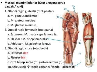 • Muskuli membri inferior (Otot anggota gerak
bawah / kaki)
1. Otot di regio glutealis (otot pantat)
a. M. gluteus maximus
b. M. gluteus medius
c. M. gluteus minimus
2. Otot di regio femoralis (otot paha)
a. Extensor : M. quadriceps femoralis
b. Fleksor : M. bisep femoralis
c. Adductor : M. adduktor longus
3. Otot di regio cruris (otot betis)
a. Extensor-dpn
b. Fleksor-blk
c. Otot trisep surae (m. gastrocnemius (d)+
m. soleus (e))  tendo calcanei /tendo achiles (f)
1a
1b
1c
3d
3e
 