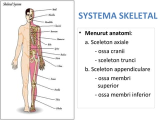 SYSTEMA SKELETAL
• Menurut anatomi:
a. Sceleton axiale
- ossa cranii
- sceleton trunci
b. Sceleton appendiculare
- ossa membri
superior
- ossa membri inferior
 